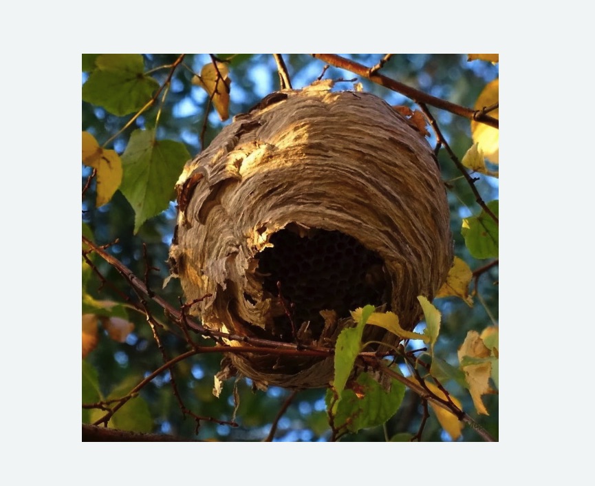 Обработка от шершней в г. Раменское