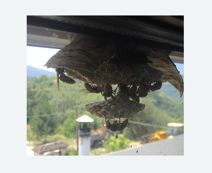 Уничтожение гнёзд шершней в г. Раменское